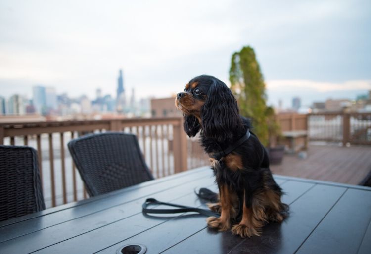 Dogs feel right at home in Chicago